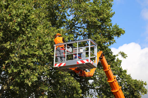 Woodville, FL Tree Removal and Landscaping Services Company